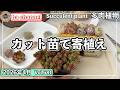 681{多肉植物} 夏に向けての土対策🌟カット苗で作る寄せ植え手順などなど🤗【多肉事】【モルタル鉢】【多肉狩り】【鹿沼土】【ba多肉】【baチャンネル】【Succulent】