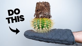 The Smart Way to Repot a Cactus