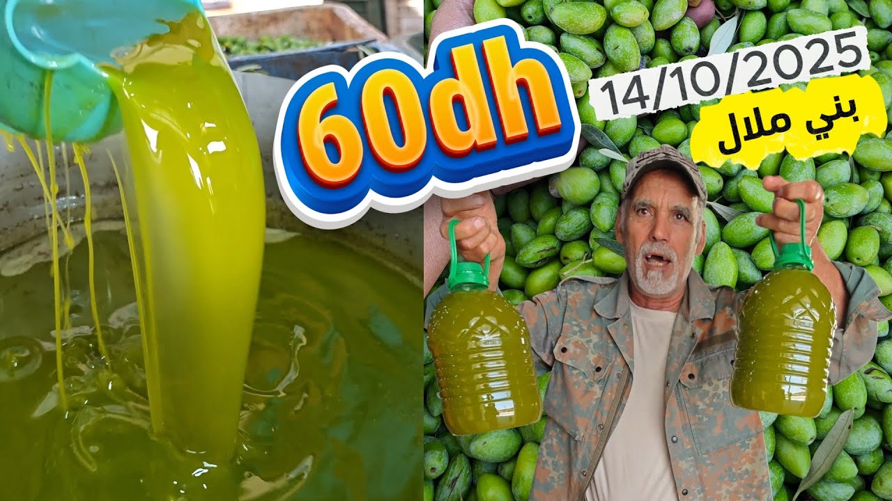 زيتون بتشولين مروكان  لزيت الزيتون  الجديدة 14/10/2025  تعاونية زيوت بسم الله #المغرب