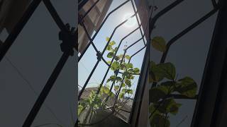 Download Lagu Raatan Aa Gayan Chananian 💕 #viral #viralsong #tiktok #noorjahan #trending #trendingshorts #song MP3