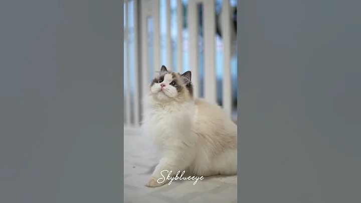 Watch the video about The cute ragdoll cat sister is going abroad #ragdollcattery #ragdollkittens