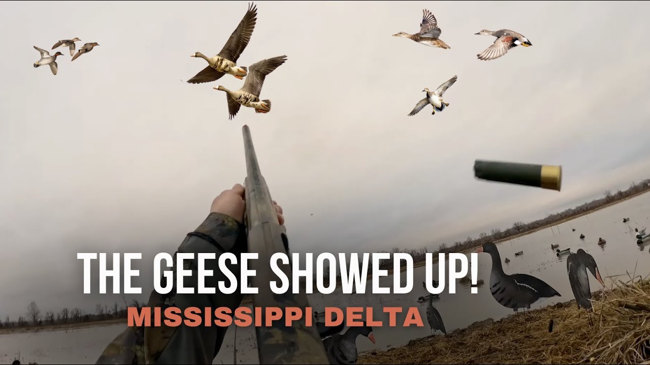 Рисовые поля в дельте реки Миссисипи полны уток и гусей!