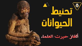 أسباب تحنيط الحيوانات في مصر القديمة|ألغاز حيرت العلماء