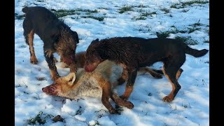 Охота с собаками. Часть 7. Охота с ягдтерьером. Охота с собаками. Часть 7. Охота с ягдтерьером.