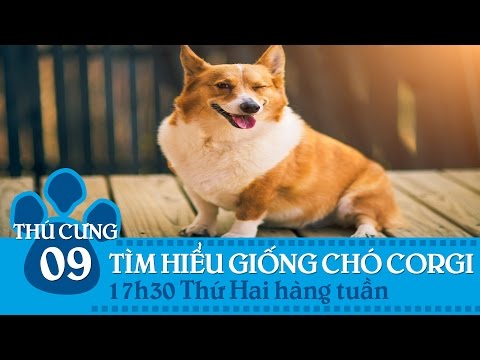 Video Thú cưng TV - Số 9 (P1) - Tìm hiểu giống chó Corgi |... - youtube