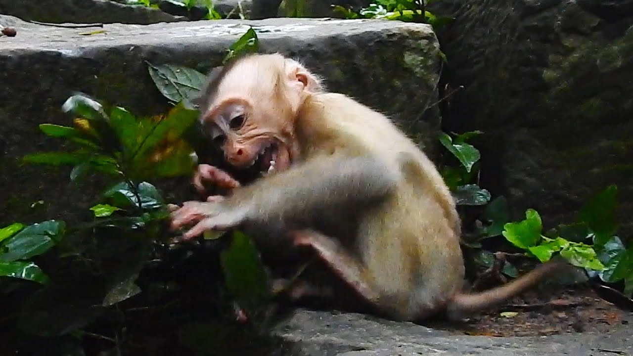 Pity new life abandoned baby is so scared & crying even there are no team hurrt him