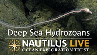 Deep-Sea Hydrozoans of the Burke Vent Field | Nautilus Live