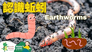 All about Earthworms | Vocabulary in Chinese | Learn Chinese for Kids, Toddlers & Preschoolers