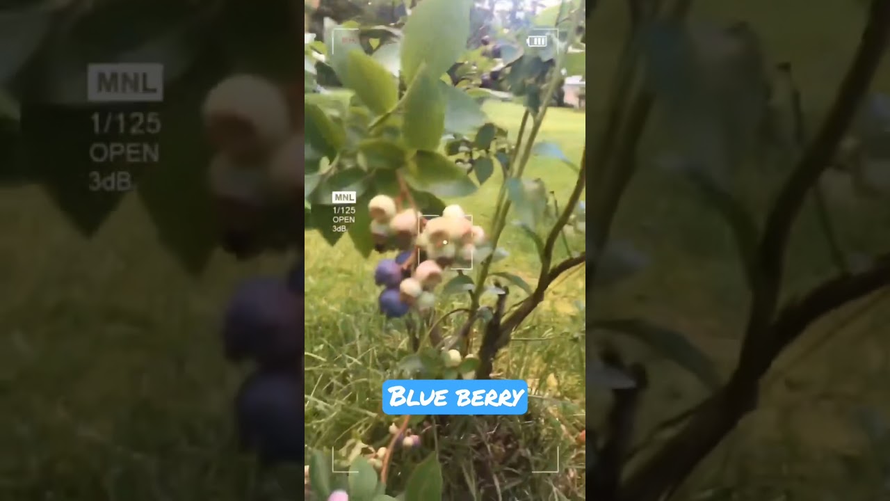 Blueberries YouTube