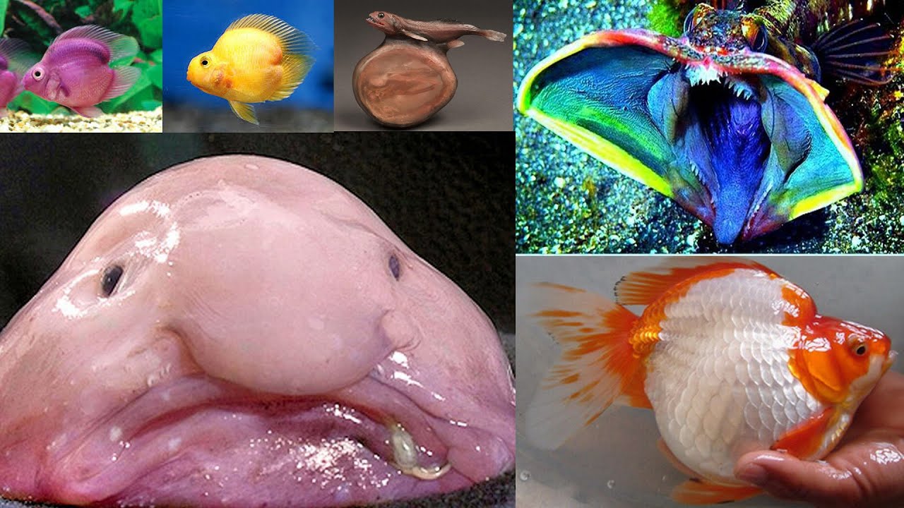 RYBIE Dziwadła, Potwory i Wybryki Natury