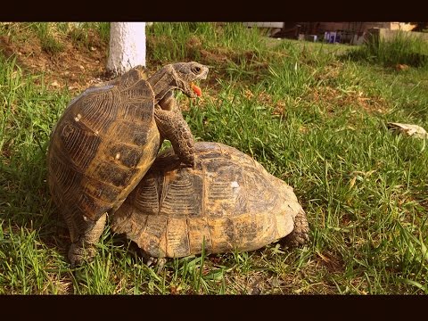 Video: Hur lång tid tar det att kläcka ägg ägg?