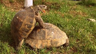 Turtle Pairing Funny Sounds