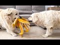 Funny Golden Retrievers do not want to share toy with each other