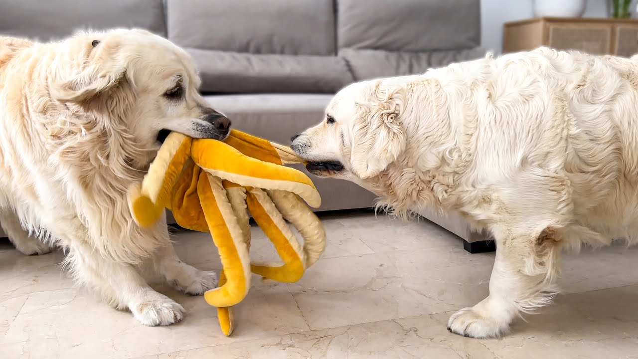 Funny Puppies keep the Golden Retriever from resting with their play