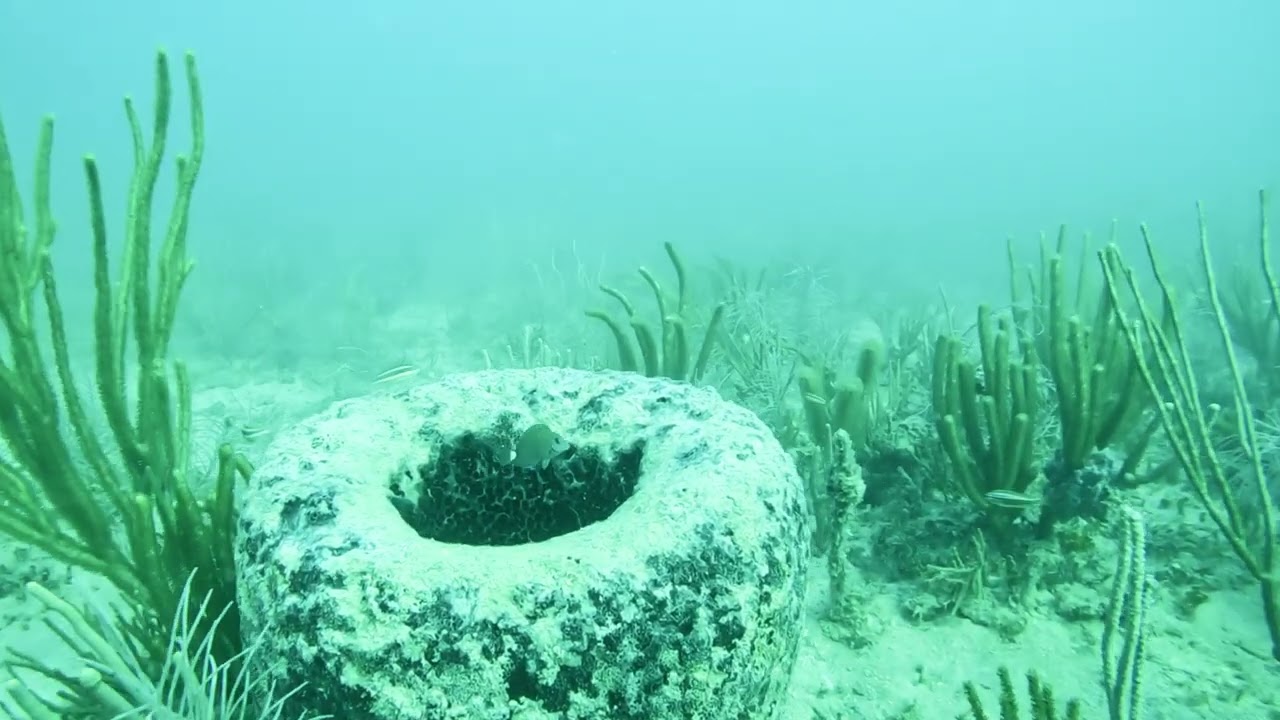 scuba diving south beach 8.14.22