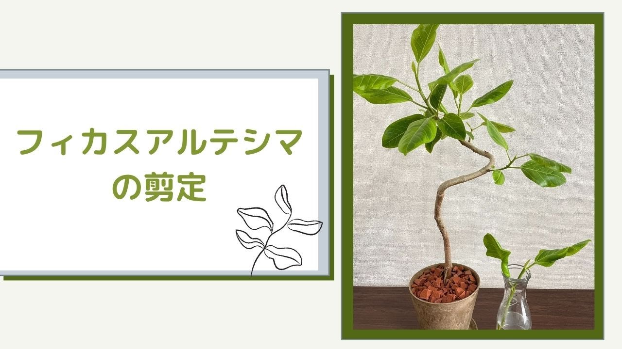 フィカス アルテシマ アルテシマの剪定 植え替え Youtube