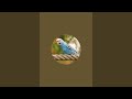 Love my Budgerigar is live