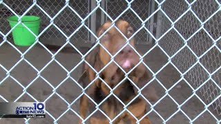 K-9's killed after chasing undocumented immigrants