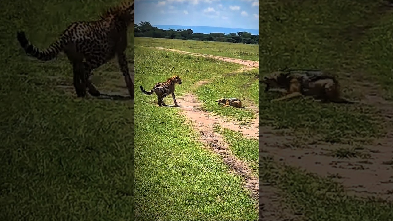 Cheetah vs. Jackal: The Most Intense Chase Caught on Camera! 