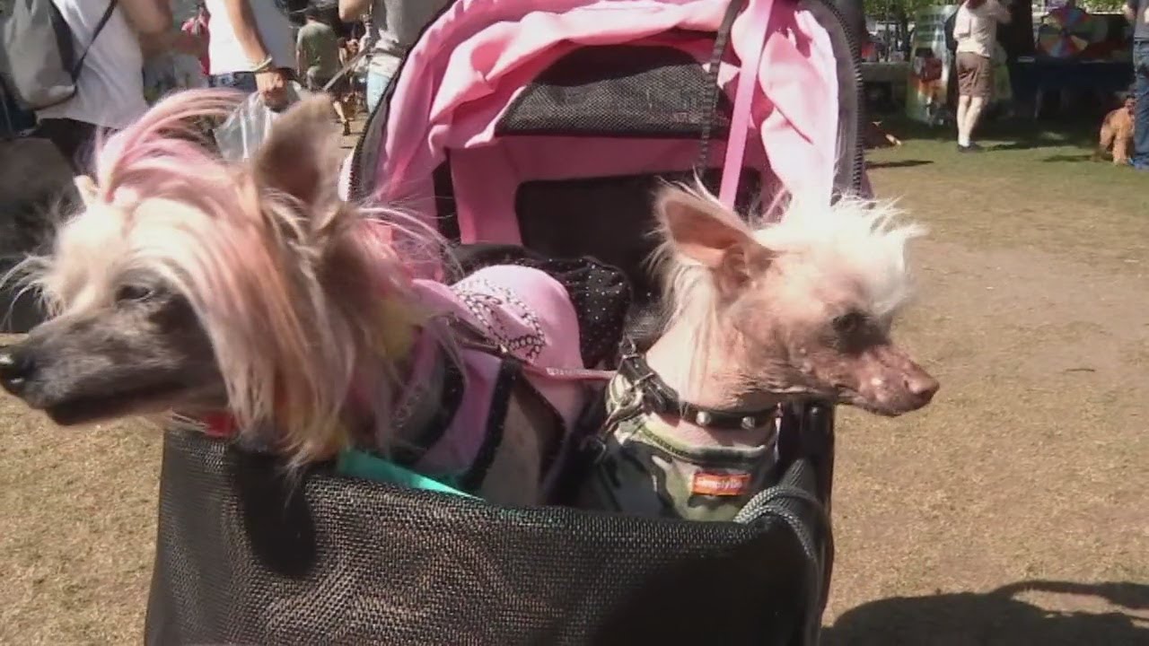 humane society dog jacket