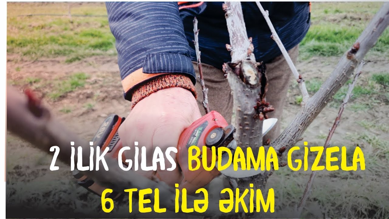 Gilas Budaması ! Gizela 6 Tel ilə əkim.