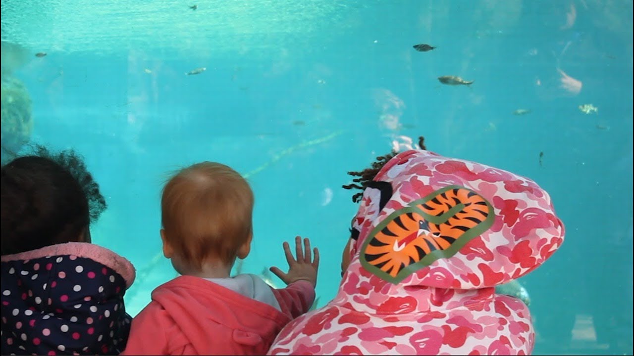 half-price-admission-brought-the-wild-to-the-fort-worth-zoo-youtube