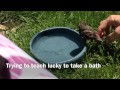 Baby bird rescue and release