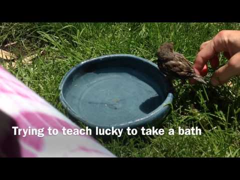 Video: Bird Rescue Söker ägare Till Duva Hittad I Bedazzled Vest
