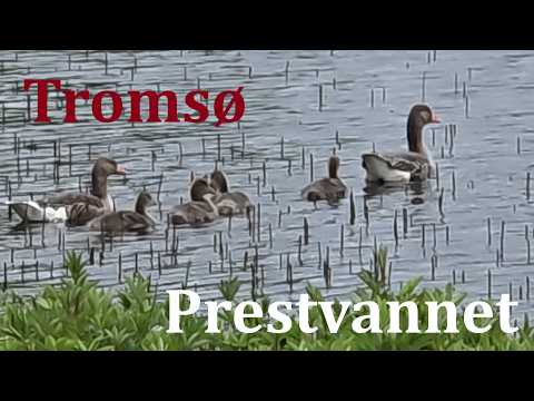 Tromsø prestvannet summer 2026