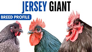 Jersey Giant Chicken Breed Profile History Health Issues - Jersey Giant  Chicken Egg Ratio Lifespan