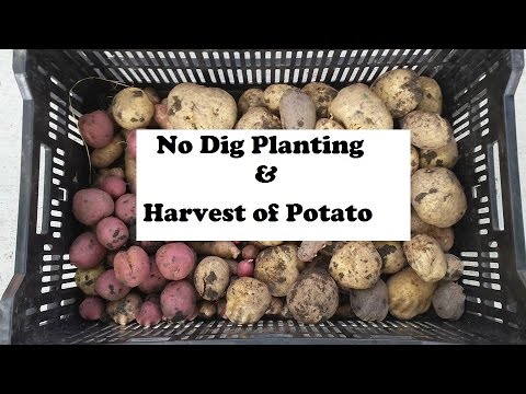 No Dig Potatoes planting & Harvest - YouTube