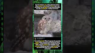 #LittleOwl #Owl #KillerMode #NatureIsScary #CuteAnimals #Predator #Wildlife