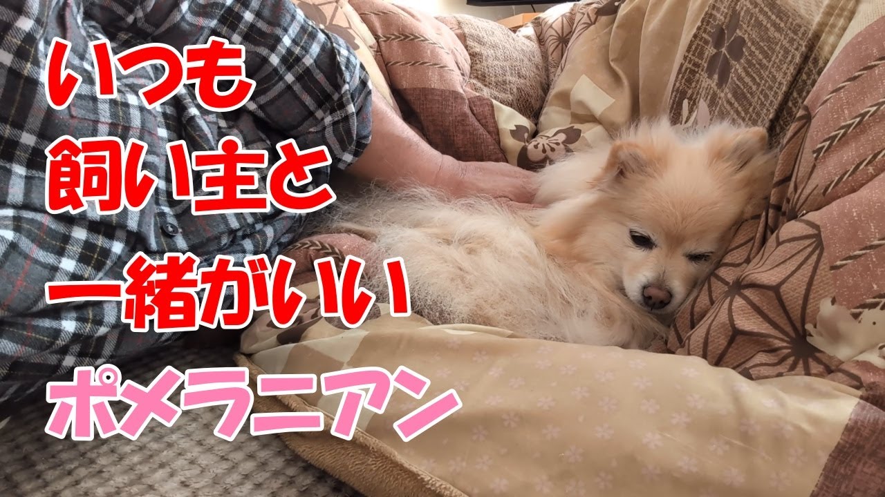 飼い主の行くところ、ポメラニアン有り。