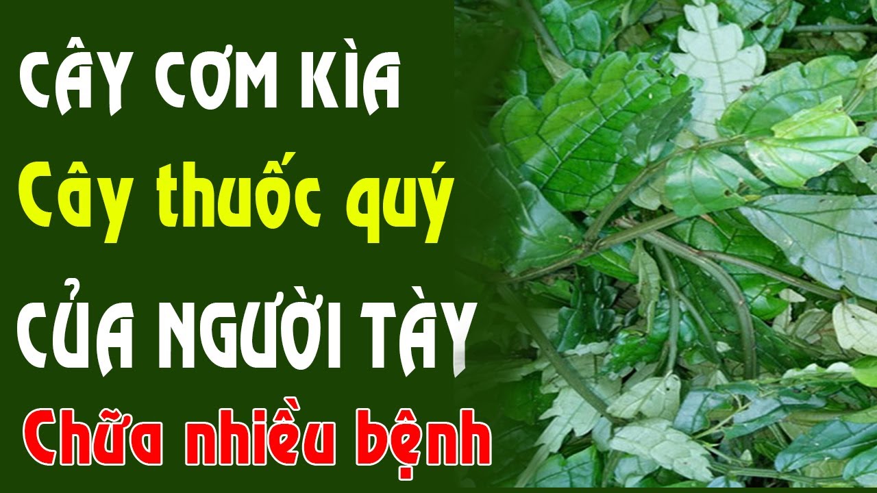 Cơm kìa Không chỉ trị dạ dày mà giải rượu rất tuyệt... - youtube