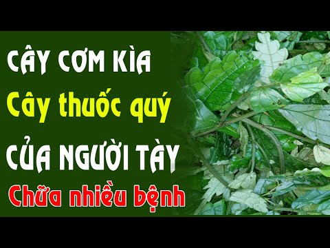 Video Cơm kìa Không chỉ trị dạ dày mà giải rượu rất tuyệt... - youtube