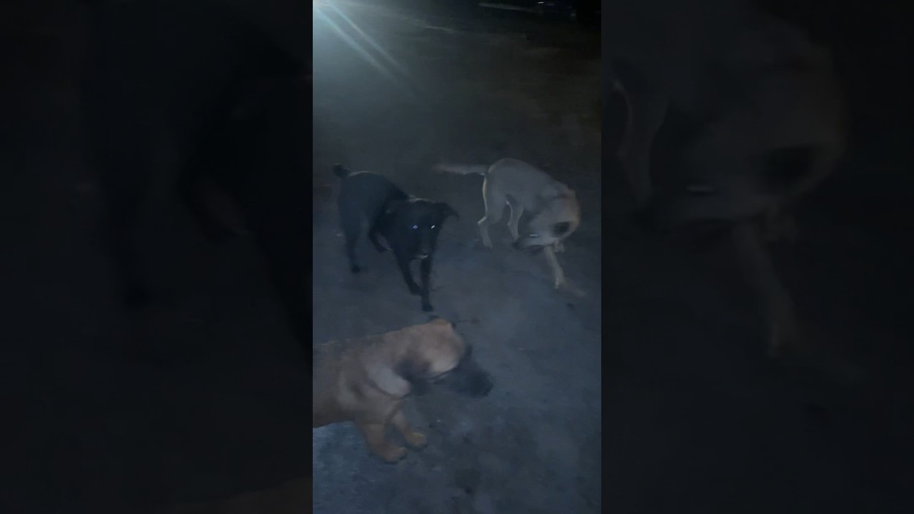 Hatchi the Moroccan Street Dog Brings Friends #momof4reacts #morocco #dog #fyp