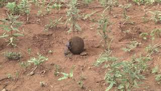 Male Dung Beetle Rolling His Dung Ball, Losing Control Of It, And Starting Over Again