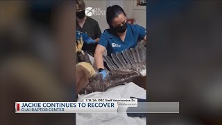 Jackie the eagle continues to recover