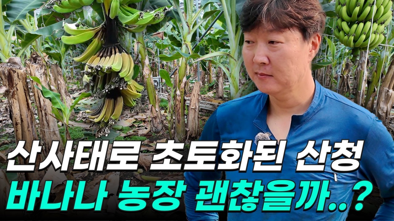 폭우로 국가재난 지역 선포된 국내 최초 유기농 바나나 농장 + 구독자 이벤트 🍌 l 친환경 농장이야기 ep.12 [발리마켓tv]