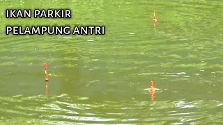 Berkah,habis BANJIR..!!! ikan nilanya parkir di parit kecil