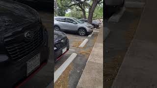 pollen in Austin, TX
