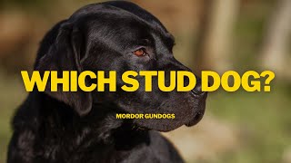 How To CHOOSE The Right STUD DOG For Your Dog