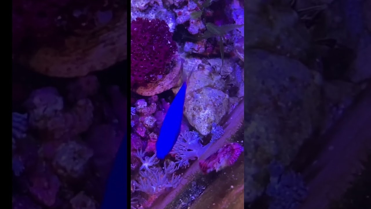 Feeding My Red Dragonet