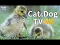 Cat and Dog TV 😺🐶📺 Newborn baby geese and mom 🐣 Babies are covered with soft feathers 🐥 (4K UHD)
