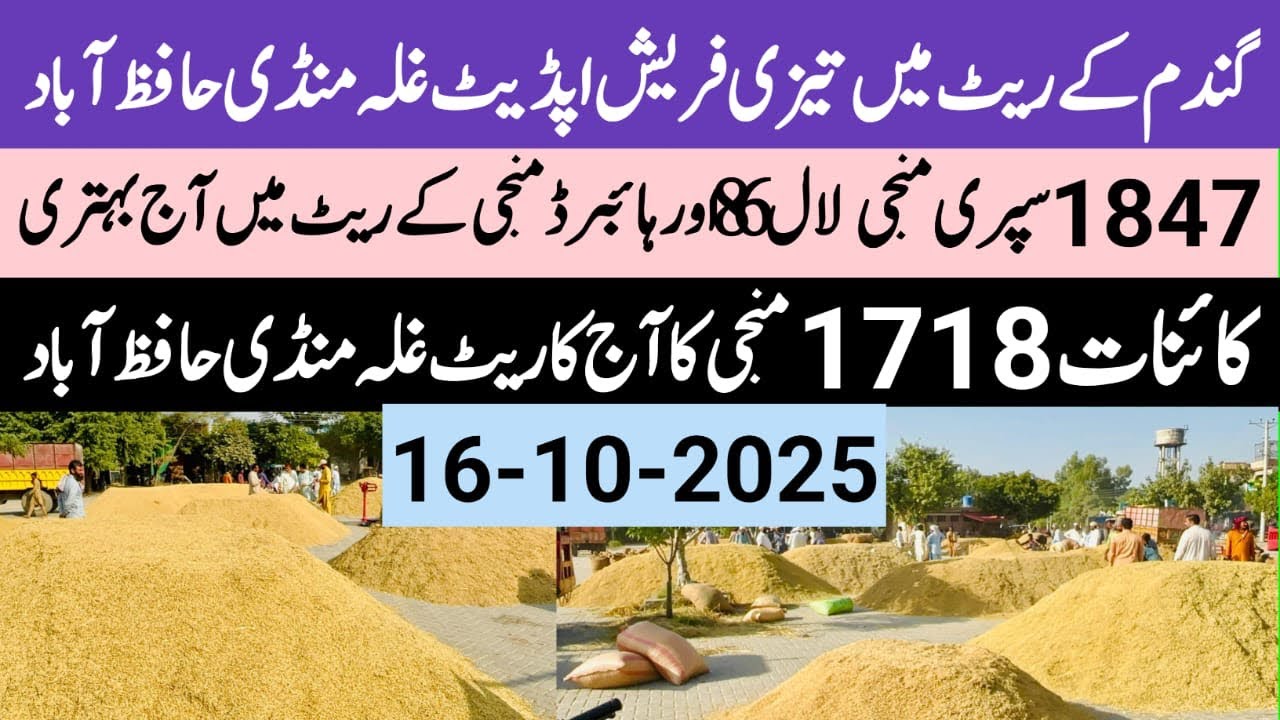 Munji ka rate /Dan ka rate galla Mandi hafizabad.Paddy1847,1718,1509,supri,lal86,rate today.