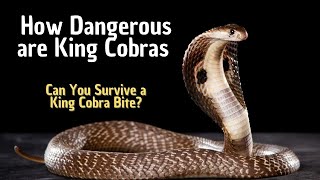 Can You Survive a King Cobra Bite? How Dangerous are King Cobras
