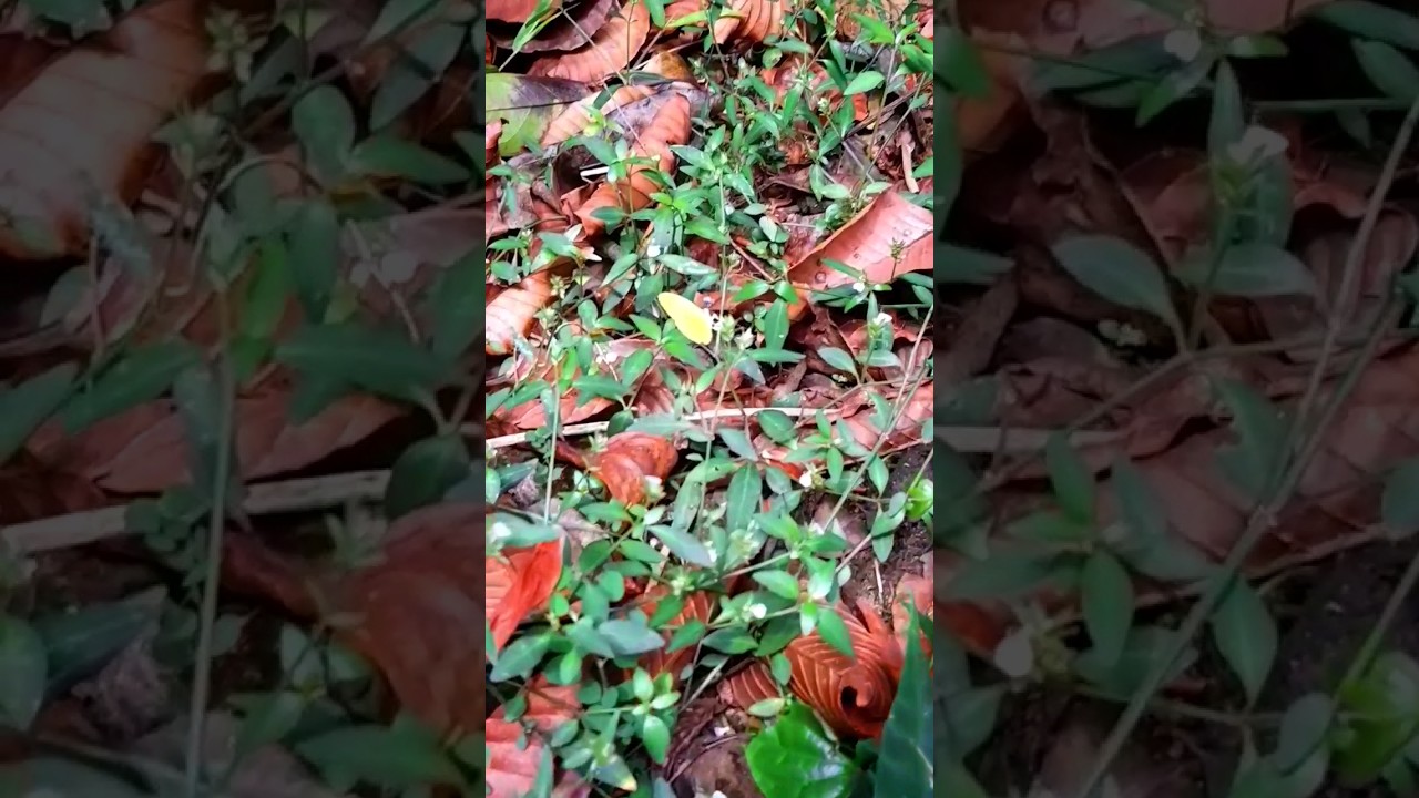 yellow butterflies..🦋💛 | 