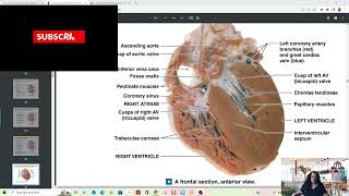 Congenital Cardiac Cath Coding for 2022 (All Professionals)