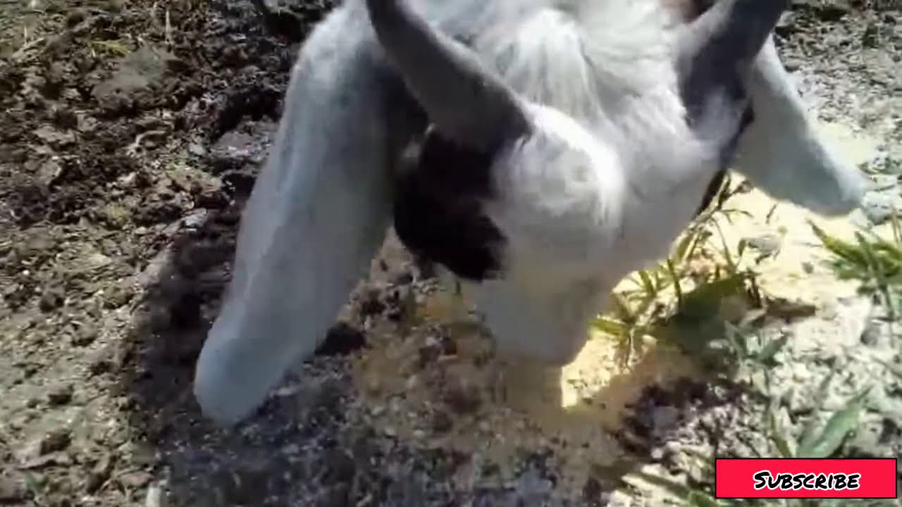 How To Care For A Newborn Goat!