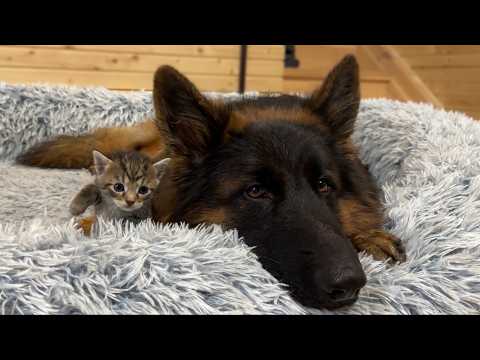 Watch This Foster